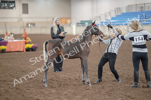 2019 Morgan Horse Show - Aug 30, 2019 - 24902