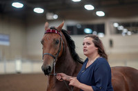 Class 072 - Morgan In Hand Gelding Championships