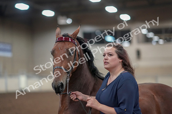 2019 Morgan Horse Show - Aug 31, 2019 - 01331