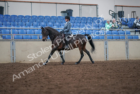 2019 Morgan Horse Show - Aug 30, 2019 - 18457