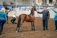 2020 - AB Morgan Horse - Sat, Sept 05 - 00102
