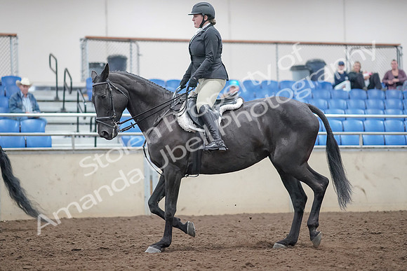 2019 Morgan Horse Show - Aug 31, 2019 - 14798
