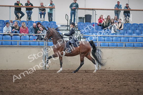 2019 Morgan Horse Show - Aug 31, 2019 - 20589