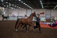 2019 Morgan Horse Show - Aug 31, 2019 - 01025