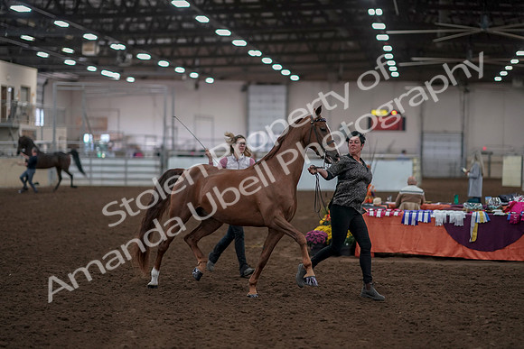 2019 Morgan Horse Show - Aug 31, 2019 - 01025