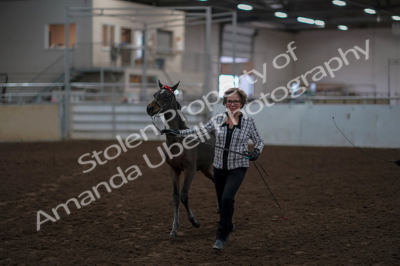 2019 Morgan Horse Show - Aug 31, 2019 - 00066