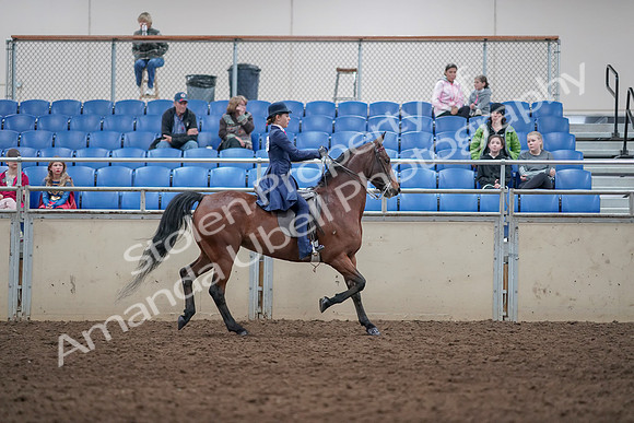 2019 Morgan Horse Show - Aug 31, 2019 - 09590