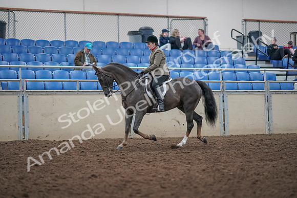 2019 Morgan Horse Show - Aug 31, 2019 - 14732