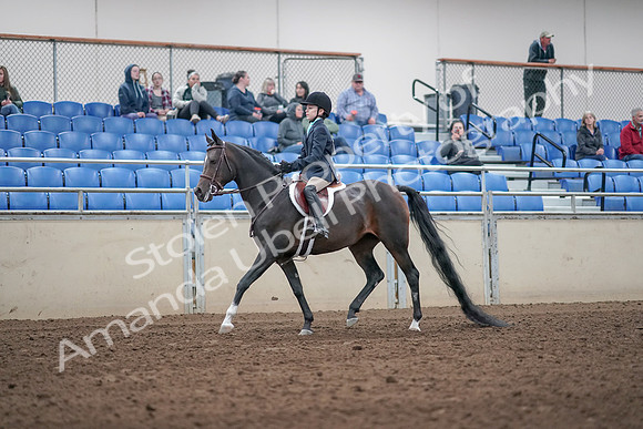 2019 Morgan Horse Show - Aug 31, 2019 - 19481