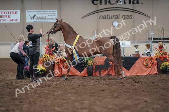 2019 Morgan Horse Show - Aug 31, 2019 - 03839