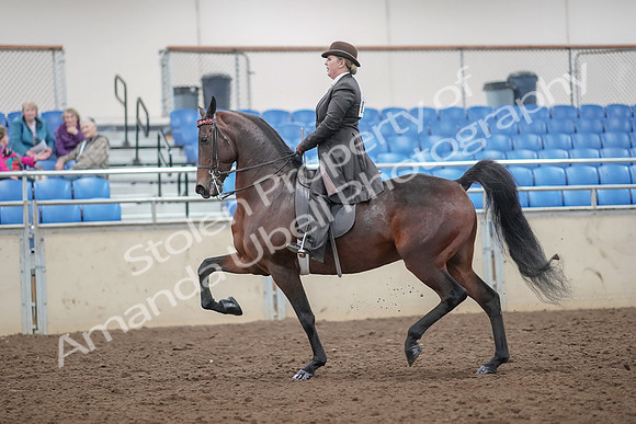 2019 Morgan Horse Show - Aug 30, 2019 - 27862