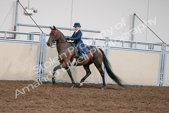 2020 - AB Morgan Horse - Sat, Sept 05 - 04917