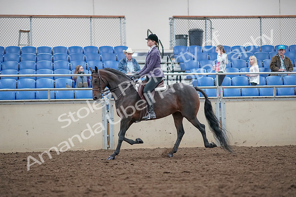 2019 Morgan Horse Show - Aug 31, 2019 - 14946