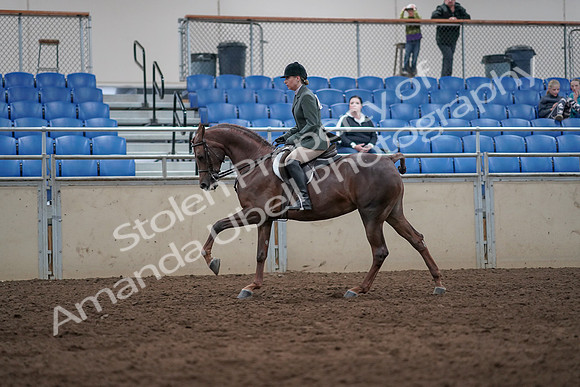 2019 Morgan Horse Show - Sept 01, 2019 - 08757