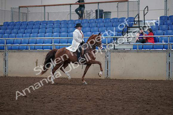 2019 Morgan Horse Show - Aug 31, 2019 - 17965