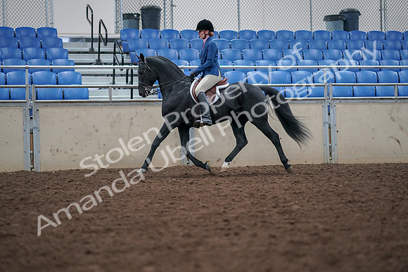 2019 Morgan Horse Show - Aug 30, 2019 - 18405