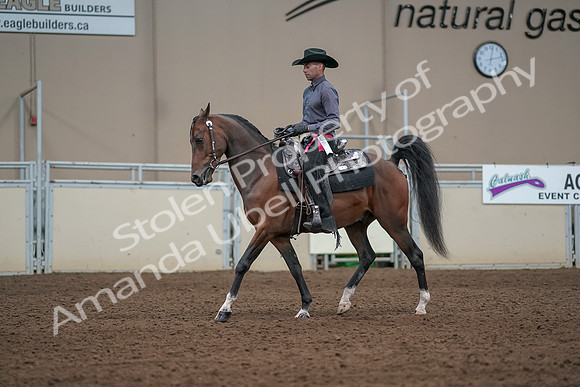 2019 Morgan Horse Show - Aug 31, 2019 - 06272