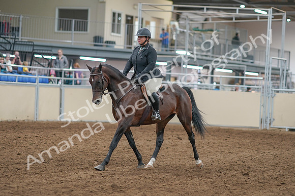 2020 - AB Morgan Horse - Sat, Sept 05 - 09297