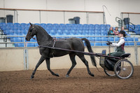 2019 Morgan Horse Show - Aug 31, 2019 - 04632