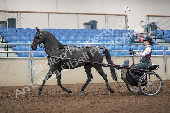 2019 Morgan Horse Show - Aug 31, 2019 - 04632