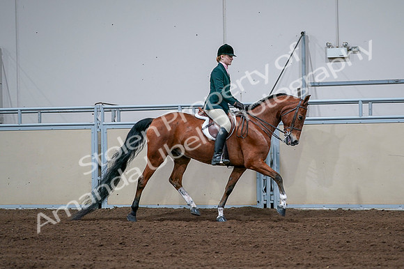 2020 - AB Morgan Horse - Fri, Sept 04 - 01869