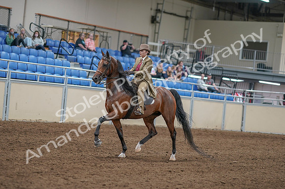 2020 - AB Morgan Horse - Fri, Sept 04 - 11407