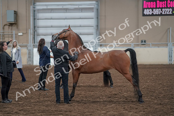 2019 Morgan Horse Show - Aug 31, 2019 - 00888