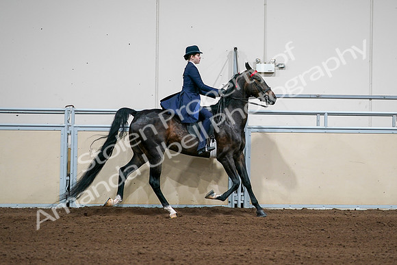 2020 - AB Morgan Horse - Sat, Sept 05 - 06321