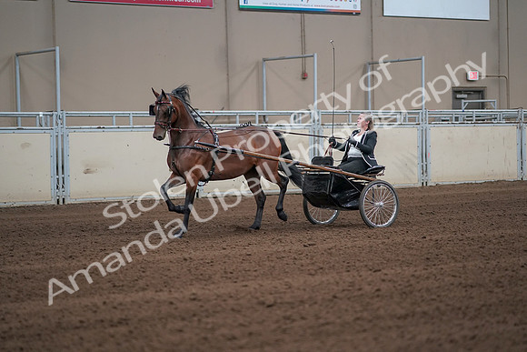 2019 Morgan Horse Show - Sept 01, 2019 - 05927