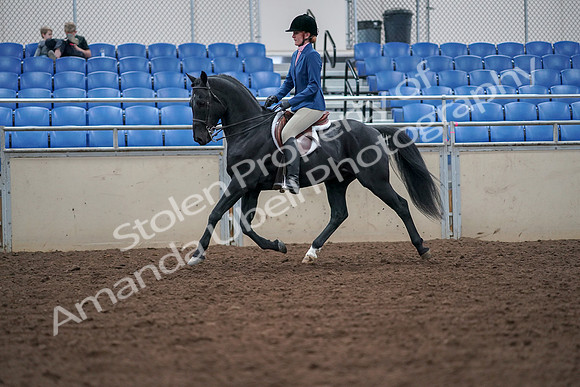 2019 Morgan Horse Show - Aug 30, 2019 - 18355