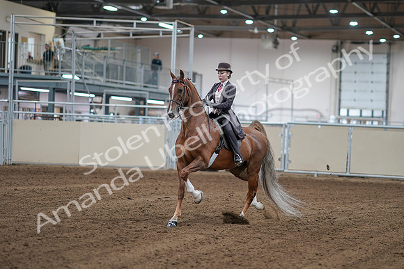 2020 - AB Morgan Horse - Sat, Sept 05 - 06141