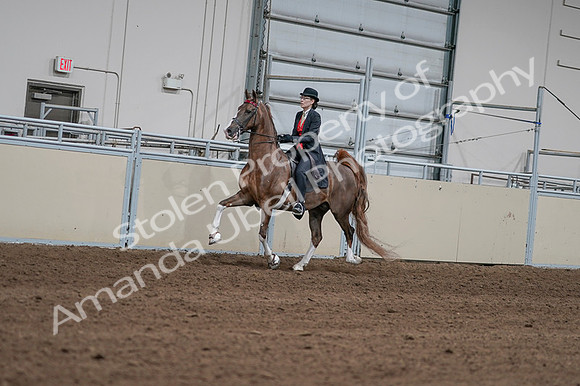 2020 - AB Morgan Horse - Fri, Sept 04 - 09580