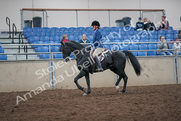 2019 Morgan Horse Show - Aug 31, 2019 - 16530