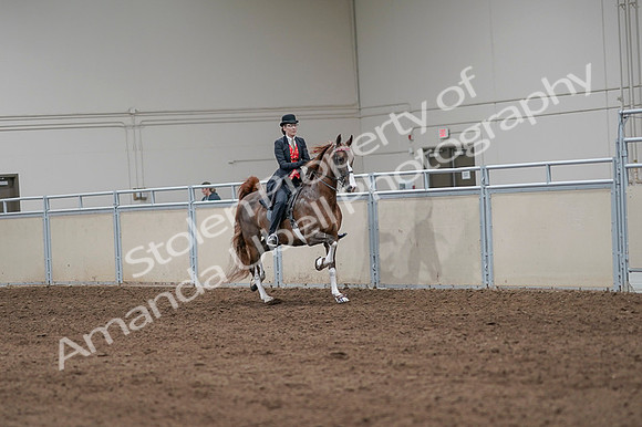 2020 - AB Morgan Horse - Fri, Sept 04 - 09839
