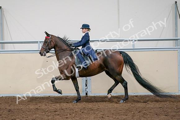 2020 - AB Morgan Horse - Sat, Sept 05 - 04941