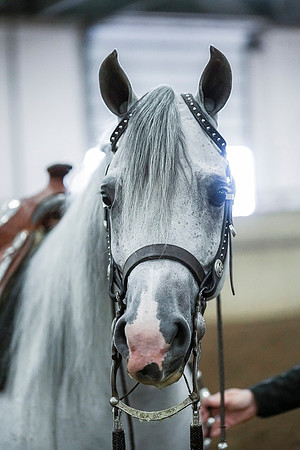 Spring Fling - Saturday - April 20, 2019  -  00381
