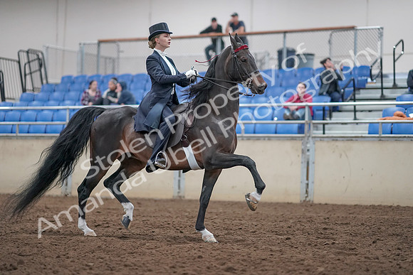 2019 Morgan Horse Show - Aug 31, 2019 - 20702