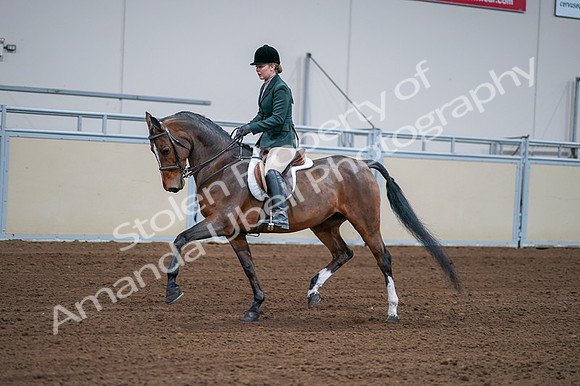 2020 - AB Morgan Horse - Fri, Sept 04 - 01700