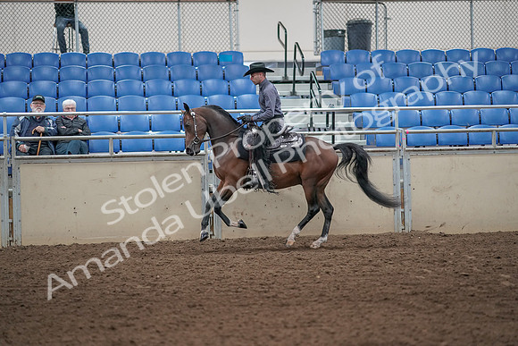 2019 Morgan Horse Show - Aug 31, 2019 - 06106