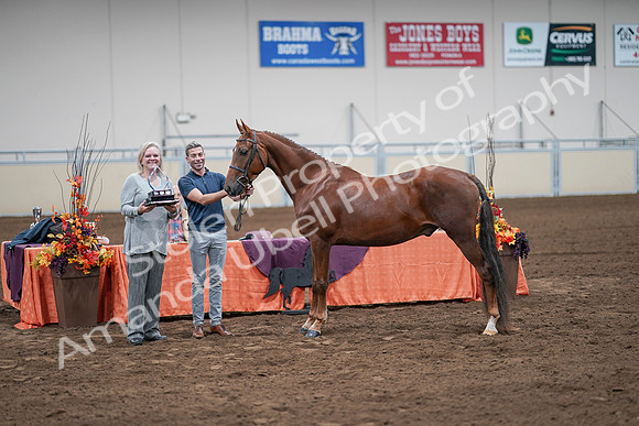 2020 - AB Morgan Horse - Sat, Sept 05 - 00276