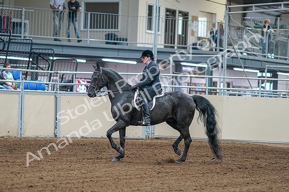 2020 - AB Morgan Horse - Fri, Sept 04 - 01522