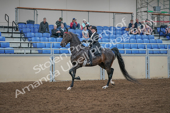 2020 - AB Morgan Horse - Fri, Sept 04 - 11346