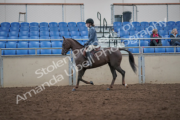 2019 Morgan Horse Show - Aug 31, 2019 - 16567