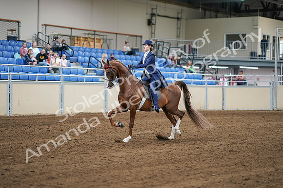 2020 - AB Morgan Horse - Sat, Sept 05 - 06218