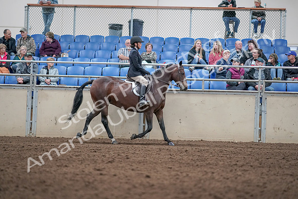 2019 Morgan Horse Show - Aug 31, 2019 - 19597