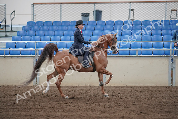 2019 Morgan Horse Show - Sept 01, 2019 - 11984