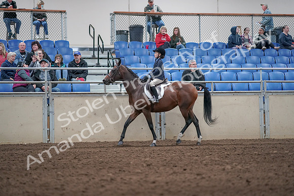 2019 Morgan Horse Show - Aug 31, 2019 - 19548
