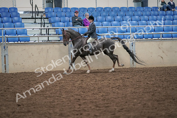 2019 Morgan Horse Show - Aug 30, 2019 - 20491