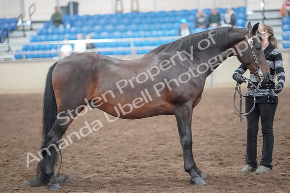 2019 Morgan Horse Show - Aug 31, 2019 - 03769