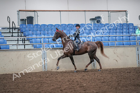 2019 Morgan Horse Show - Aug 30, 2019 - 17824